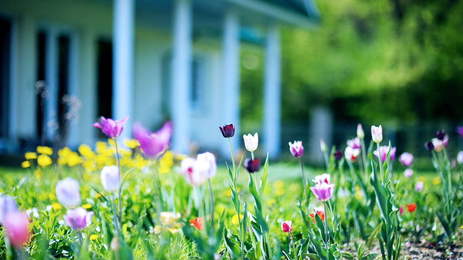 Colorful tulips and wildflowers bloom in a sunlit garden in front of a house with white pillars, with greenery and trees in the blurred background.